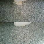 Damaged Carpet, Pet Damage, Before and After