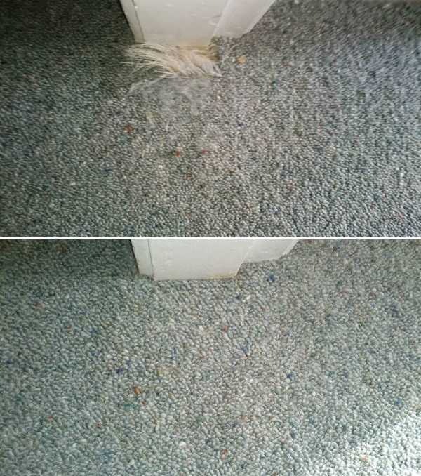 Damaged Carpet, Pet Damage, Before and After