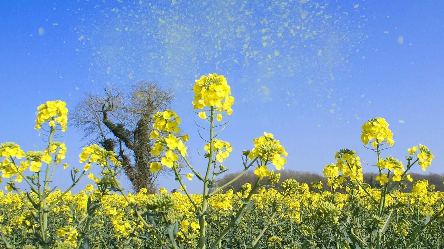 Hay fever, Allergies, Pollen